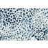 JennAir ELEMENTS - JennAir X Nature Squared JBRESAPPH30 - 30 Inch Wide Panel in Eggshell Snakeskin Sapphire