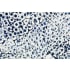 JennAir ELEMENTS - JennAir X Nature Squared JBWESAPPH18 - 18 Inch Elements Collection Eggshell Snakeskin Sapphire Custom Wine Column Panel
